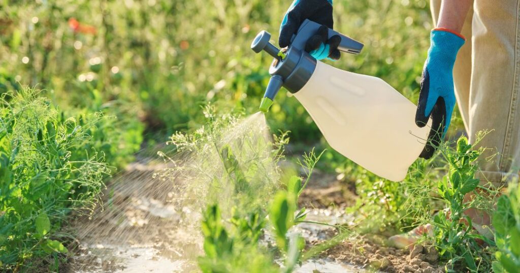 controle de pragas em Aparecida de Goiânia