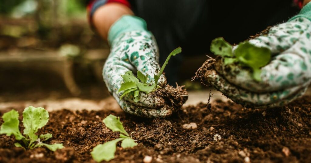 manutenção de jardins em Aparecida de Goiânia