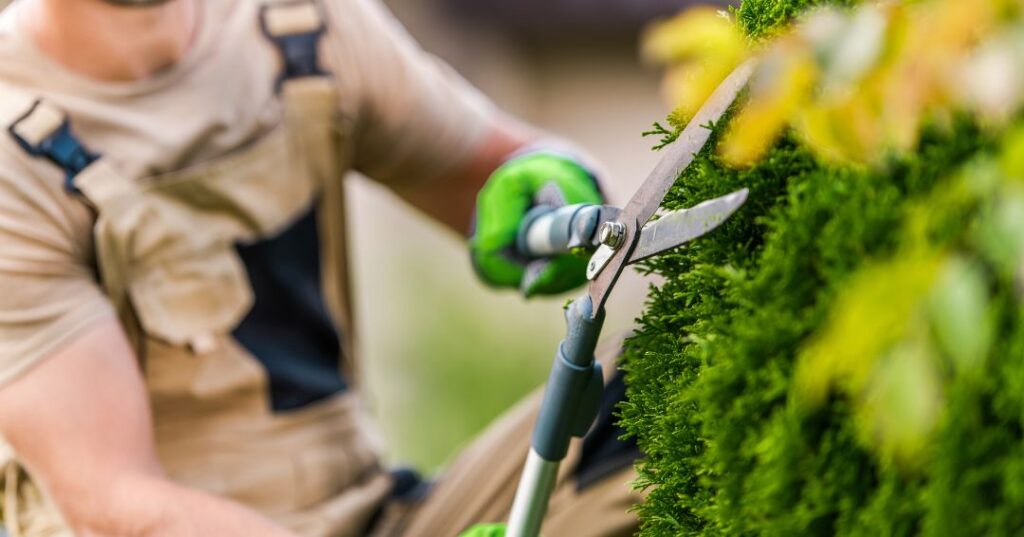 poda e plantio em Aparecida de Goiânia